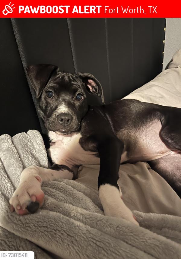 Lost Female Dog last seen Near E Arlington ave, Fort Worth, TX 76104