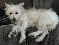 Lost Female Dog last seen 74st Near the Superior, Los Angeles, CA 90001