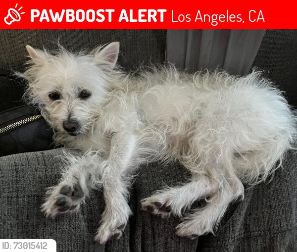 Lost Female Dog last seen 74st Near the Superior, Los Angeles, CA 90001