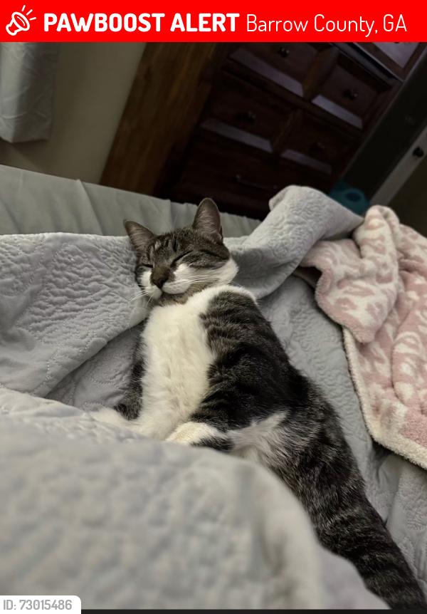 Lost Male Cat last seen Near, Barrow County, GA 30680