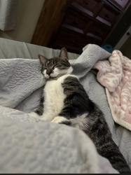 Lost Male Cat last seen Near, Barrow County, GA 30680