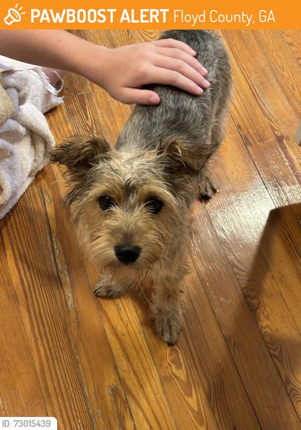 Surrendered Unknown Dog last seen Pick-O-Deli, Floyd County, GA 30165