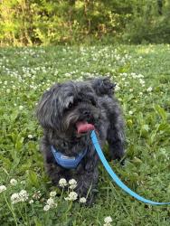 Lost Female Dog last seen Whitebear Ave , Saint Paul, MN 55119