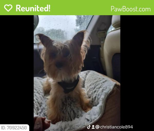 Reunited Male Dog last seen Marblearch Dr/ Kingswood, Grand Prairie, TX 75052