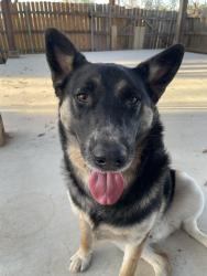 Lost Male Dog last seen Syracuse St near the pool, San Antonio, TX 78249