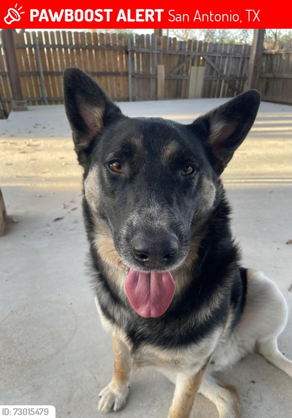 Lost Male Dog last seen Syracuse St near the pool, San Antonio, TX 78249