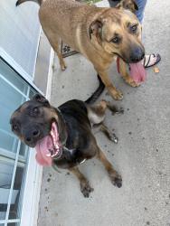 Found/Stray Female Dog last seen Tunnel school, Santa Maria, CA 93454