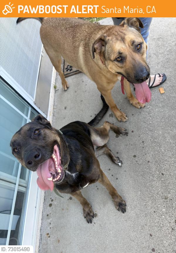 Found/Stray Female Dog last seen Tunnel school, Santa Maria, CA 93454