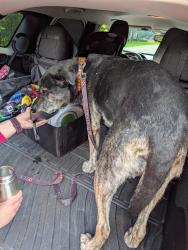 Reunited Female Dog last seen Fairway Elementary , Wildwood, MO 63038