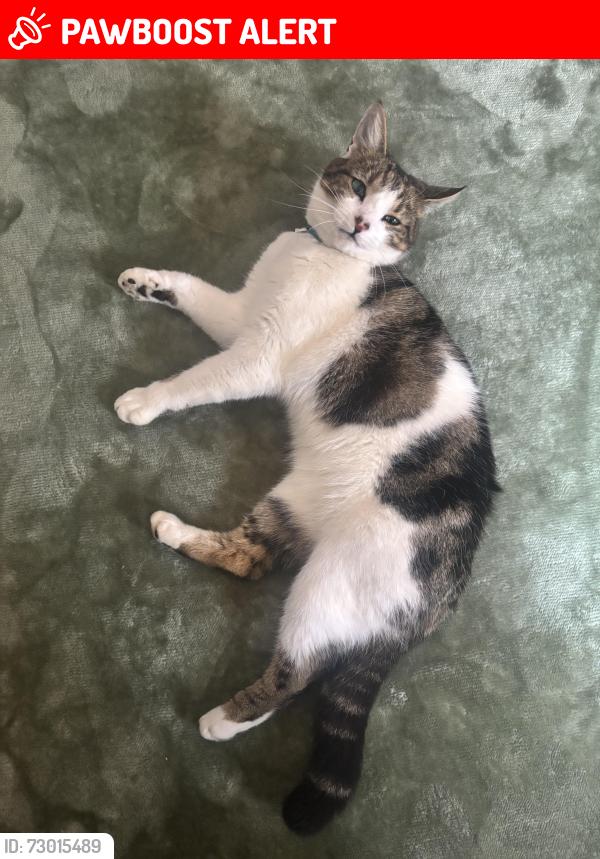 Lost Male Cat last seen Dunmurry, Dunmurry, Northern Ireland BT17 9NJ