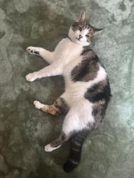 Lost Male Cat last seen Dunmurry, Dunmurry, Northern Ireland BT17 9NJ