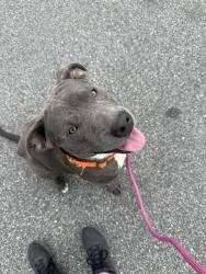 Found/Stray Male Dog last seen Rockingham St., Spring Lake, NC 28310