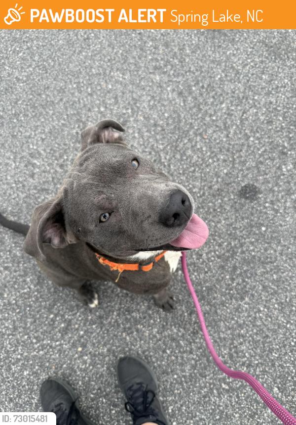 Found/Stray Male Dog last seen Rockingham St., Spring Lake, NC 28310