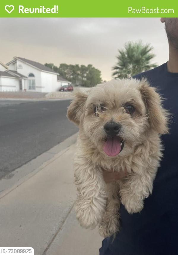 Reunited Male Dog last seen Corona crest , El Paso, TX 79936