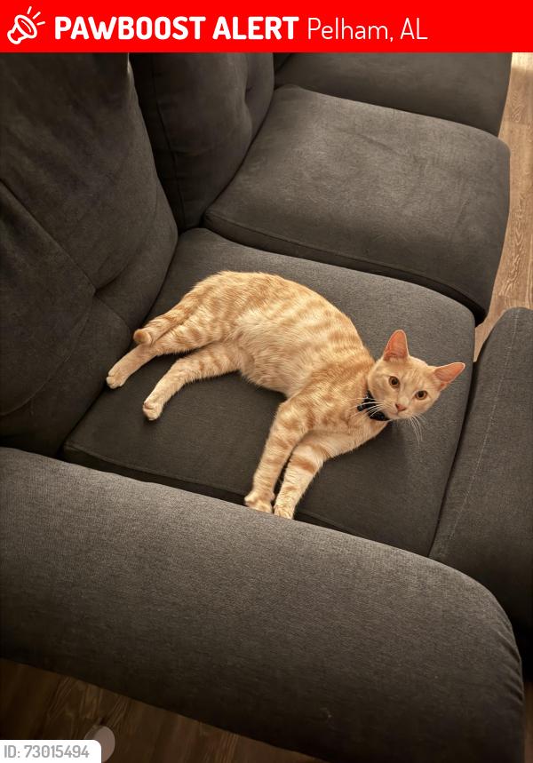 Lost Male Cat last seen Canopy Park apmts, Pelham, AL 35124