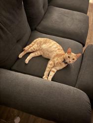 Lost Male Cat last seen Canopy Park apmts, Pelham, AL 35124