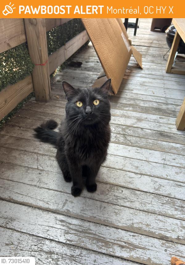 Found/Stray Unknown Cat last seen Masson & 8 Ave, Montréal, QC H1Y 1X6