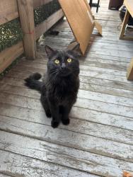 Found/Stray Unknown Cat last seen Masson & 8 Ave, Montréal, QC H1Y 1X6