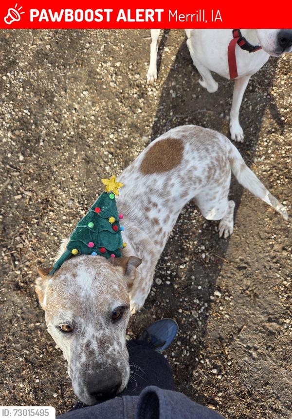 Lost Male Dog last seen South of Merrill corral, Merrill, IA 51038