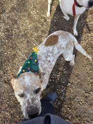 Lost Male Dog last seen South of Merrill corral, Merrill, IA 51038