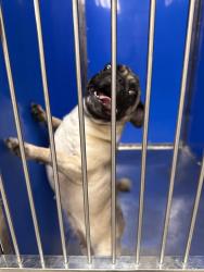 Shelter Stray Female Dog last seen Trent & Pines, SPOKANE VALLEY, WA, 99206, 6815 E Trent Ave, Spokane, WA 99212, USA