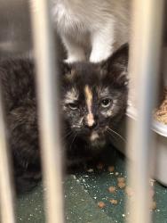 Shelter Stray Female Cat last seen Near N Belt, SPOKANE, WA, 99201, 6815 E Trent Ave, Spokane, WA 99212, USA