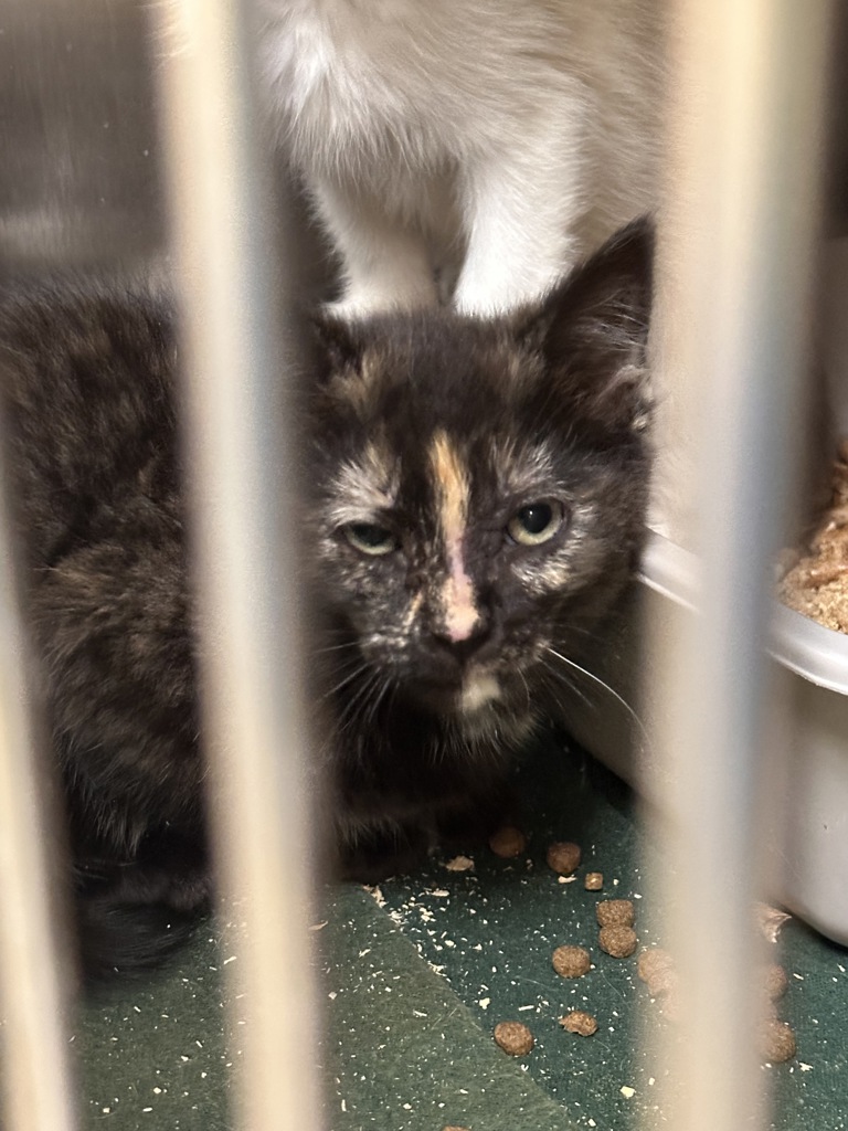 Shelter Stray Female Cat last seen Near N Belt, SPOKANE, WA, 99201, 6815 E Trent Ave, Spokane, WA 99212, USA