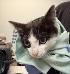 Shelter Stray Female Cat last seen Near Fairmount Avenue, San Diego, CA, 92120, 5500 Gaines St, San Diego, CA 92110, USA
