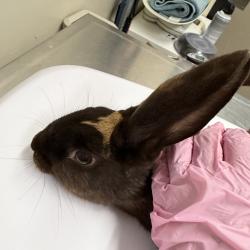 Shelter Stray Female Rabbit last seen Woodpark Drive, Santee, CA, 92071, El Cajon, CA 92020, USA