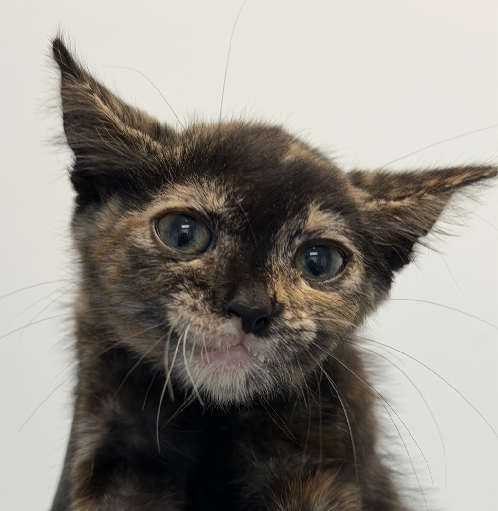 Shelter Stray Female Cat last seen Near Quemoy Court, San Diego, CA, 92111, 5500 Gaines St, San Diego, CA 92110, USA