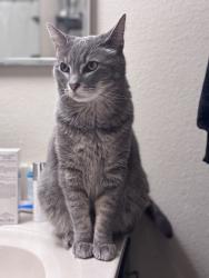 Lost Male Cat last seen Country Club apmts and Oceanside Boys and Girls Club , Oceanside, CA 92054