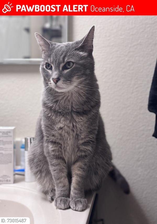 Lost Male Cat last seen Country Club apmts and Oceanside Boys and Girls Club , Oceanside, CA 92054