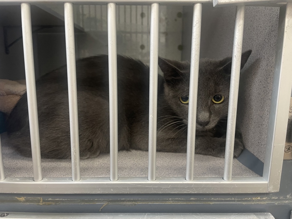 Shelter Stray Female Cat last seen Near E 3300 S, MILLCREEK, UT, 84106, 511 W 3900 S, Salt Lake City, UT 84123, USA