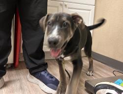Shelter Stray Male Dog last seen Near San Luis Rey Road, Oceanside, CA, 92058, Oceanside, CA 92058, USA