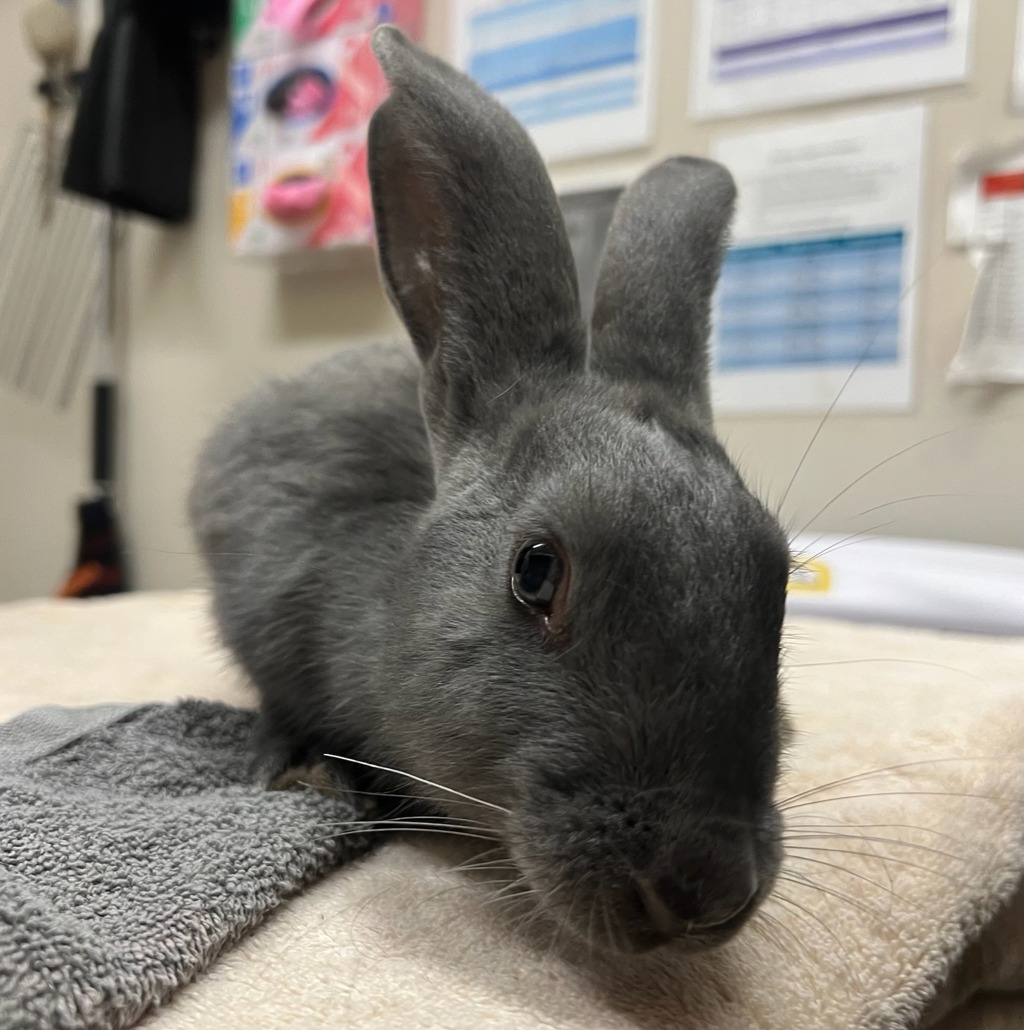 Shelter Stray Unknown Rabbit last seen Near King Street, La Mesa, CA, 91941, El Cajon, CA 92020, USA
