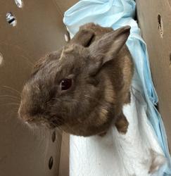 Shelter Stray Unknown Rabbit last seen Near Broadway Street, San Diego, CA, 92102, El Cajon, CA 92020, USA