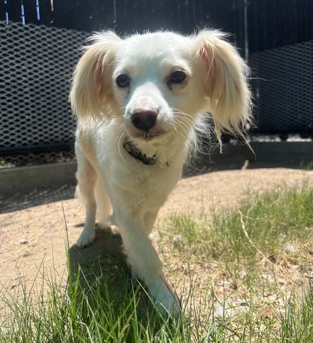 Shelter Stray Male Dog last seen Adams Avenue, San Diego, CA, 92115, El Cajon, CA 92020, USA