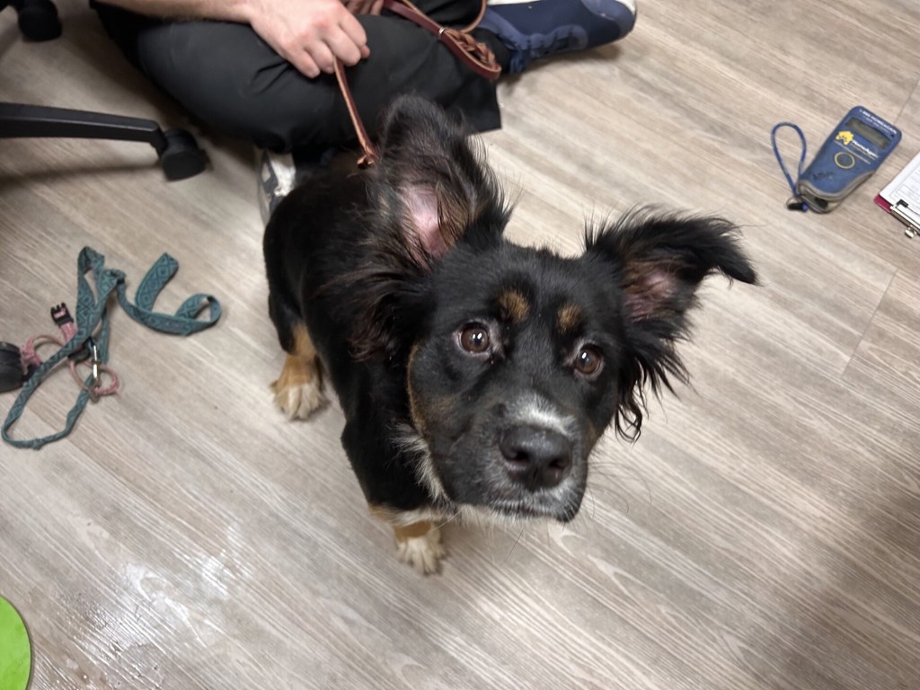 Shelter Stray Female Dog last seen Near Tiberon Drive, Oceanside, CA, 92056, Oceanside, CA 92058, USA