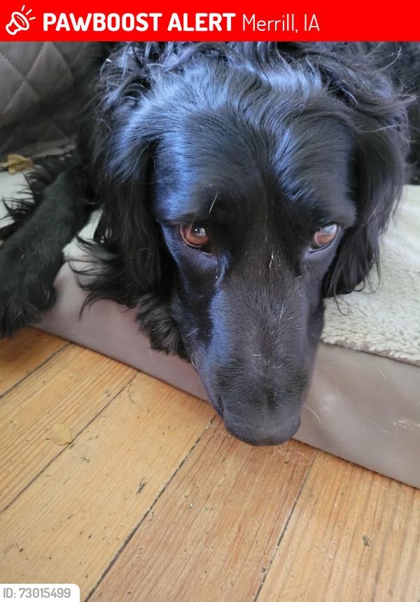 Lost Female Dog last seen South of Merrill corral, Merrill, IA 51038