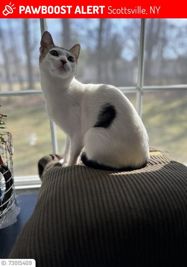 Lost Female Cat last seen North Road and Rochester Street, Scottsville, NY 14546