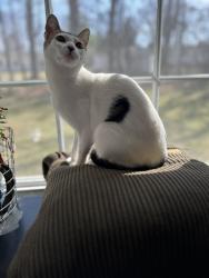 Lost Female Cat last seen North Road and Rochester Street, Scottsville, NY 14546