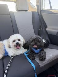 Lost Female Dog last seen Cottage Ave , Saint Paul, MN 55119