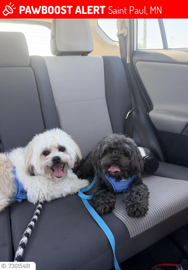 Lost Female Dog last seen Cottage Ave , Saint Paul, MN 55119