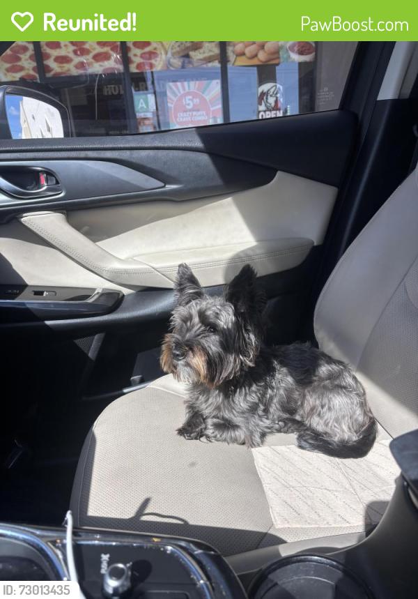 Reunited Female Dog last seen Bradddock and Marshall dr , Culver City, CA 90230