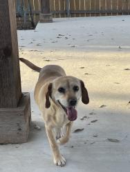 Lost Female Dog last seen Syracuse street, San Antonio, TX 78249