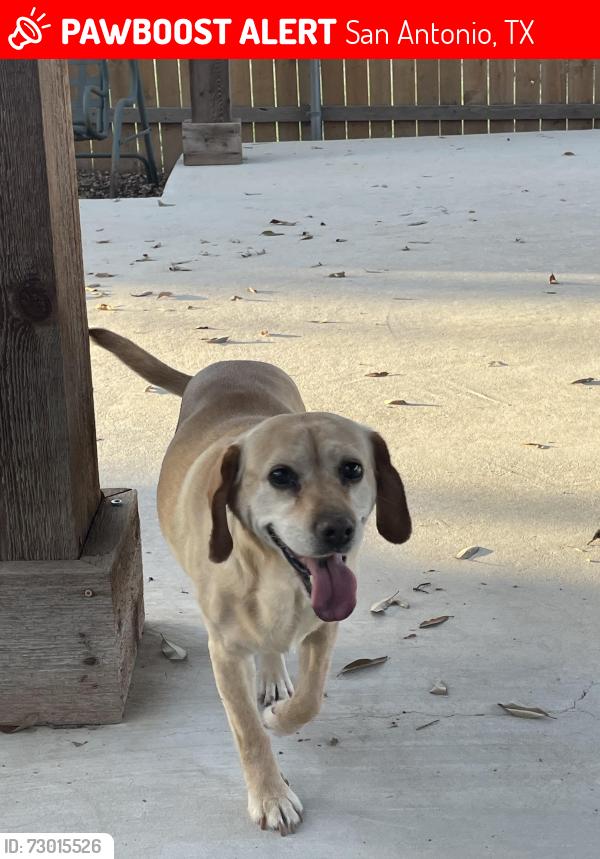 Lost Female Dog last seen Syracuse street, San Antonio, TX 78249
