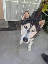 Found/Stray Male Dog last seen North of Ramon Road, Cathedral City, CA 92234