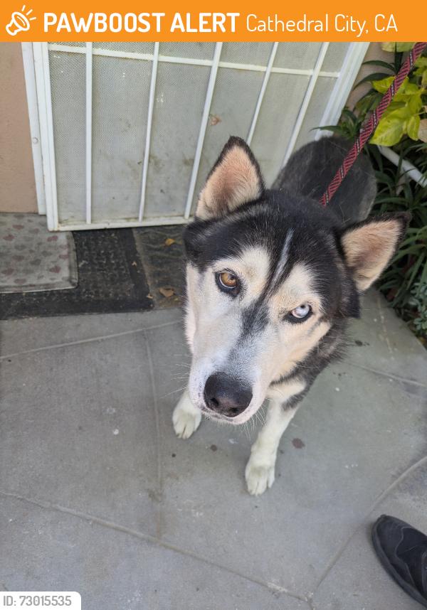 Found/Stray Male Dog last seen North of Ramon Road, Cathedral City, CA 92234