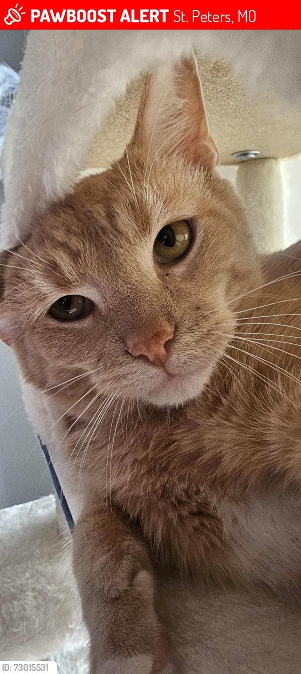 Lost Male Cat last seen Turnberry place apmts, close to the St peters ymca, and we are next to the Retro cigar lounge , St. Peters, MO 63376