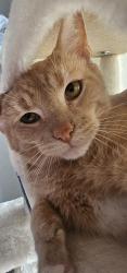 Lost Male Cat last seen Turnberry place apmts, close to the St peters ymca, and we are next to the Retro cigar lounge, St. Peters, MO 63376